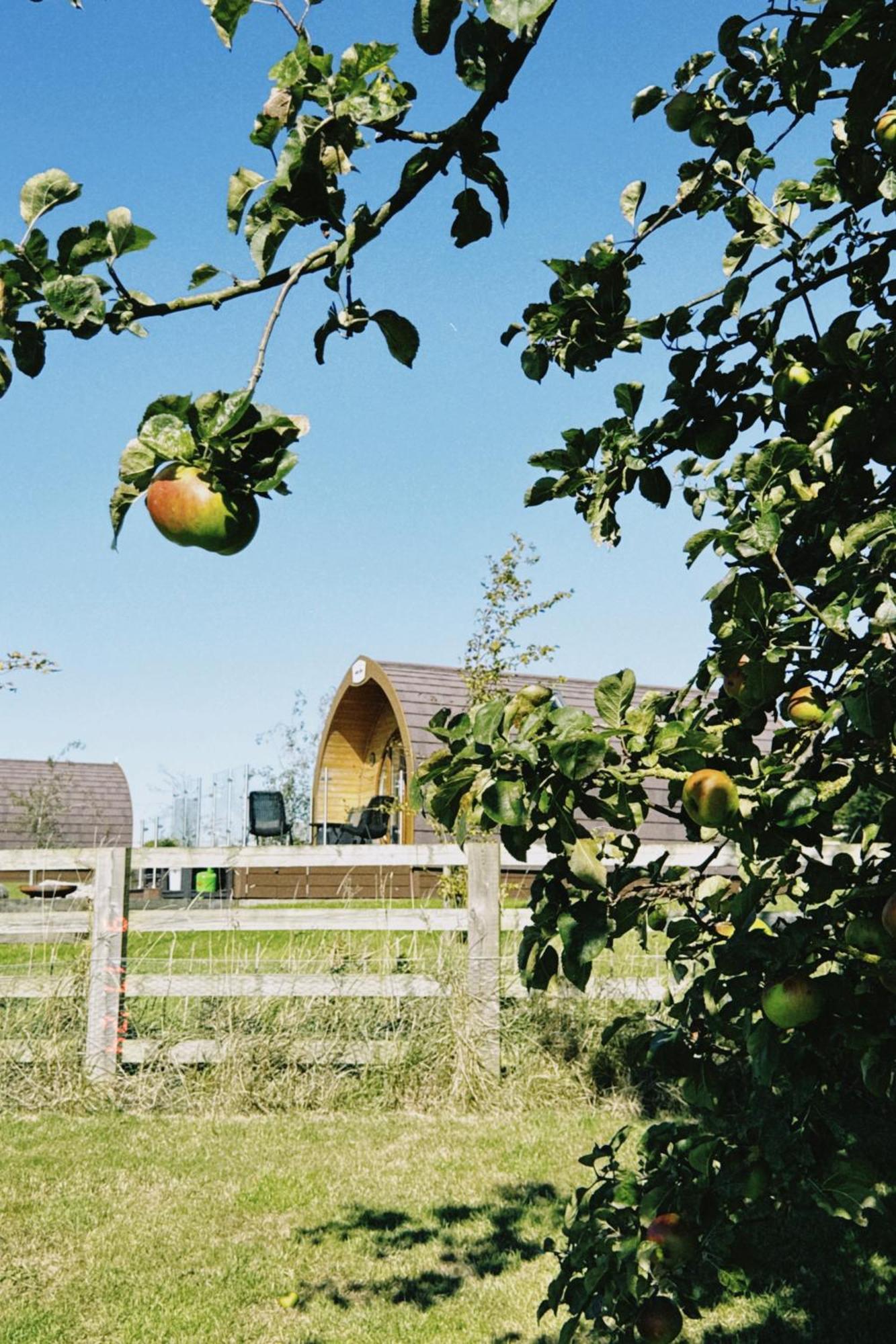 Mingle Dale- Bugthorpe Grange Glamping Villa Stamford Bridge Bagian luar foto